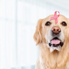 乳がん・再建手術の体験談①　/SUMIKIL・スミキル